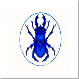 Bleu Beetle, scientific illustration drawing Posters and Art